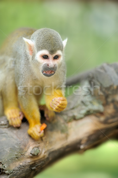белку обезьяны лице лес глазах Сток-фото © byrdyak