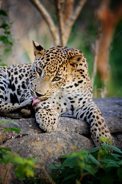 Leoparden Insel Sri Lanka Auge Gesicht Stock foto © byrdyak