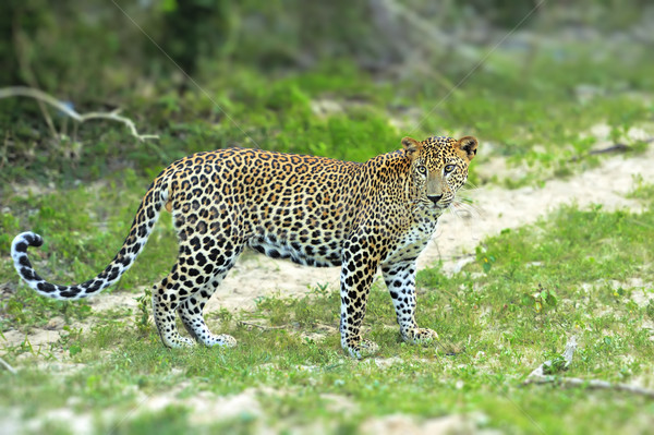 Leopardo ilha Sri Lanka olho cara Foto stock © byrdyak