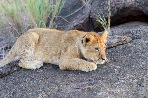 Leeuw welp afrikaanse park Kenia afrika Stockfoto © byrdyak