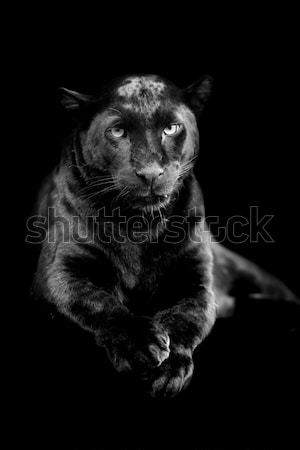 Fekete párduc közelkép sötét portré Afrika állat Stock fotó © byrdyak