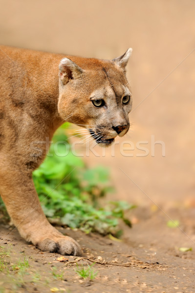 Cougar Stock photo © byrdyak