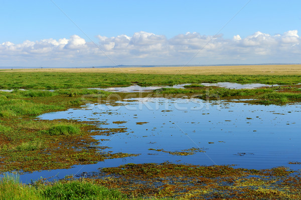 Savanne landschap park Kenia afrika hemel Stockfoto © byrdyak