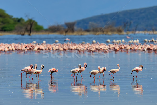 See Kenia Afrika Herde seicht Wasser Stock foto © byrdyak