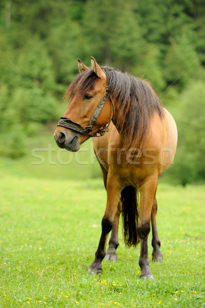 Horse Stock photo © byrdyak