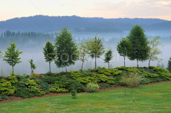Misty albero montagna natura riserva Foto d'archivio © byrdyak
