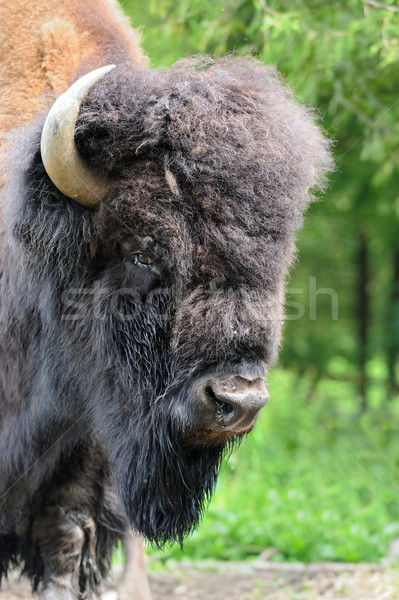 Bisão grande masculino floresta paisagem parque Foto stock © byrdyak