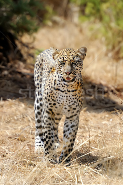 Leopardo africano árvore madeira gato África Foto stock © byrdyak