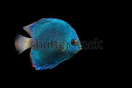 Blue fish on dark background Stock photo © byrdyak
