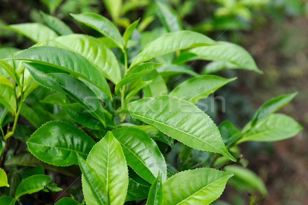 Tea levelek rügy Sri Lanka égbolt tavasz Stock fotó © byrdyak