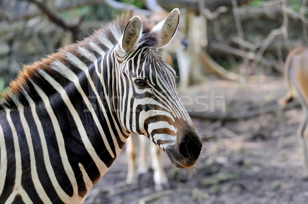 Zebra on grassland in Africa Stock photo © byrdyak