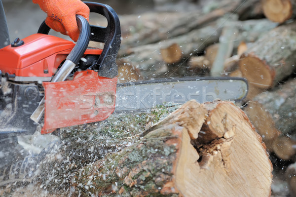  Chainsaw and tree Stock photo © byrdyak