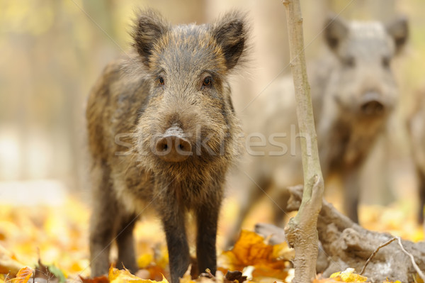 Vier toamnă pădure primăvară porc Imagine de stoc © byrdyak