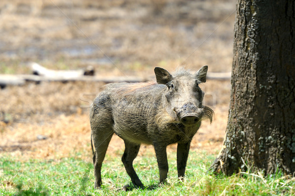 Warthog Stock photo © byrdyak