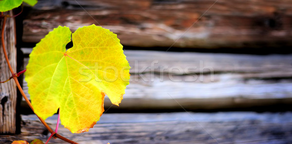 Grape Leaves Stock photo © byrdyak