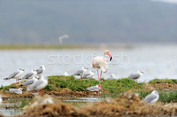 Flamingo Stock photo © byrdyak