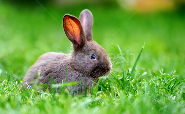 Kaninchen wenig grünen Gras Sommer Tag Ostern Stock foto © byrdyak