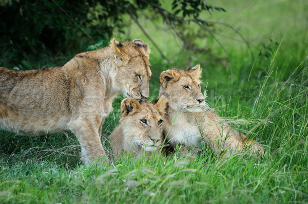 Lew piękna trawy baby portret zwierząt Zdjęcia stock © byrdyak