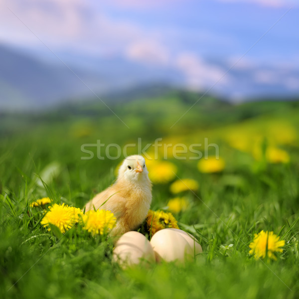 Mały kurczaka jaj trawy lata dzień Zdjęcia stock © byrdyak