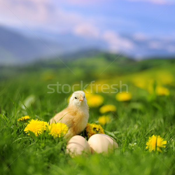 Little chicken Stock photo © byrdyak