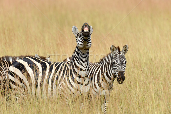 Zebra Stock photo © byrdyak
