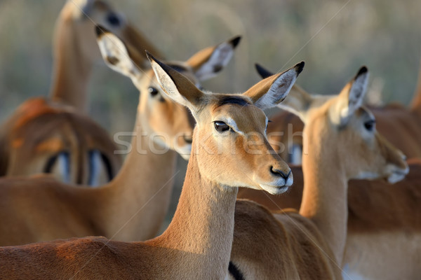 Sabana África Kenia ojos naturaleza verde Foto stock © byrdyak