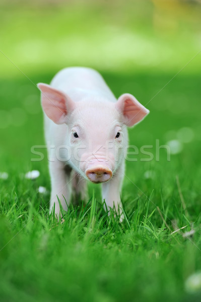 Porcelet printemps herbe verte ferme alimentaire bébé [[stock_photo]] © byrdyak