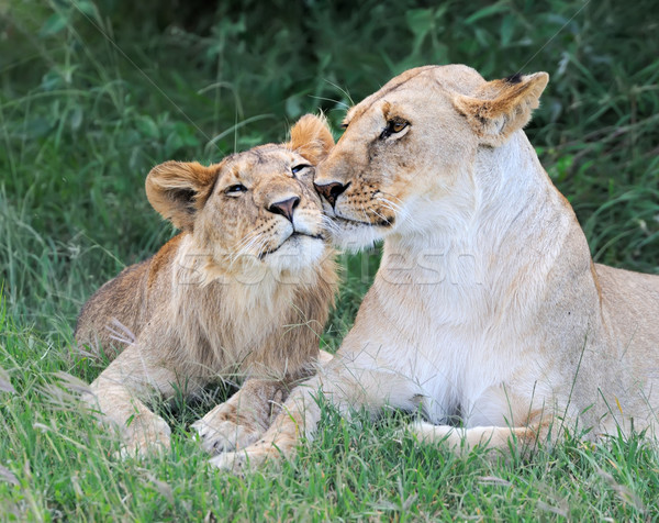 Lion Stock photo © byrdyak