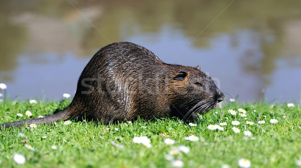 The muskrat (Ondatra zibethicus) Stock photo © byrdyak
