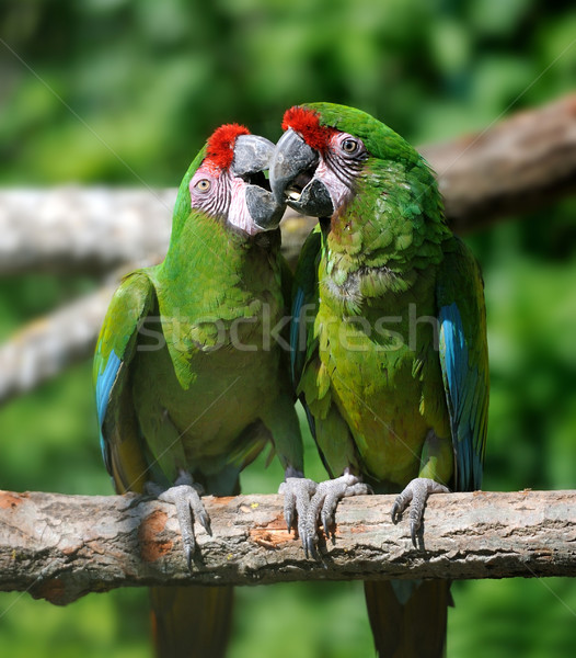 Foto stock: Papagaio · pássaro · sessão · ramo · olho · natureza