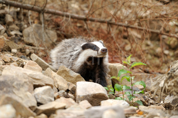 Badger near its burrow in the forest Stock photo © byrdyak