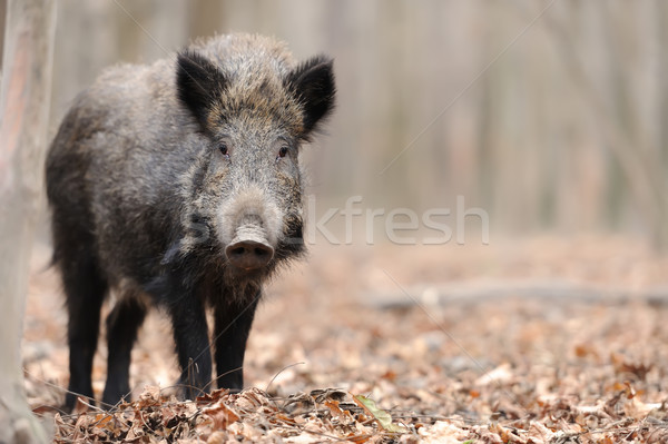 Wild boar Stock photo © byrdyak