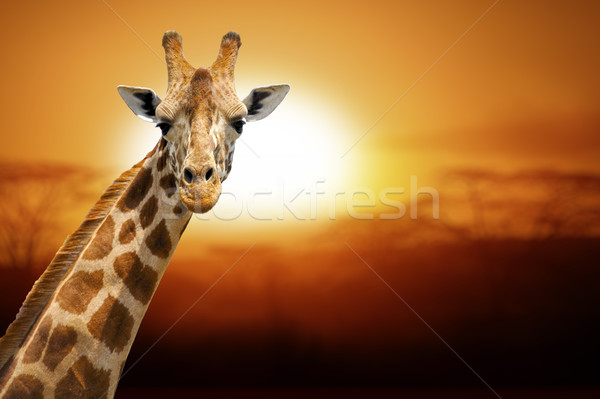 Giraffe zonsondergang park Kenia natuur achtergrond Stockfoto © byrdyak