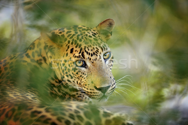 豹 島 斯里蘭卡 眼 面對 商業照片 © byrdyak