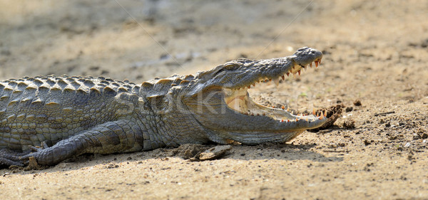 Crocodile Stock photo © byrdyak
