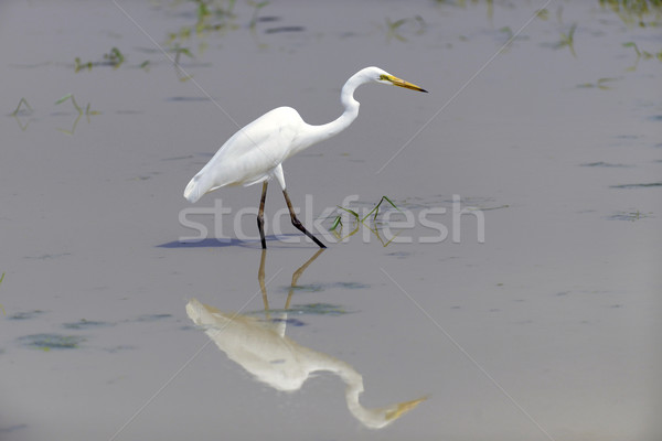 Foto stock: Blanco · fauna · estanque · agua · mar