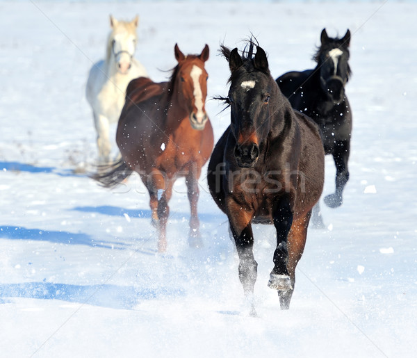 Horse Stock photo © byrdyak