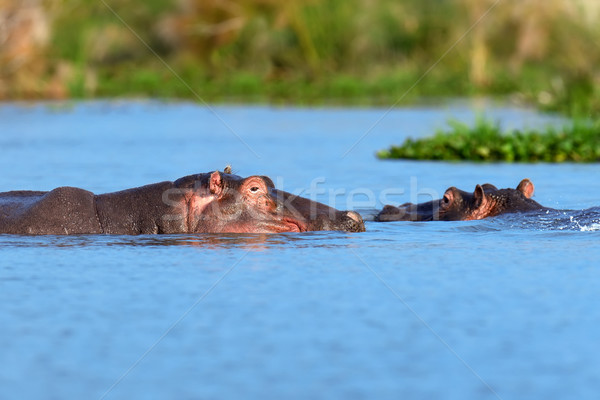 Hippo family. Kenya, Africa Stock photo © byrdyak