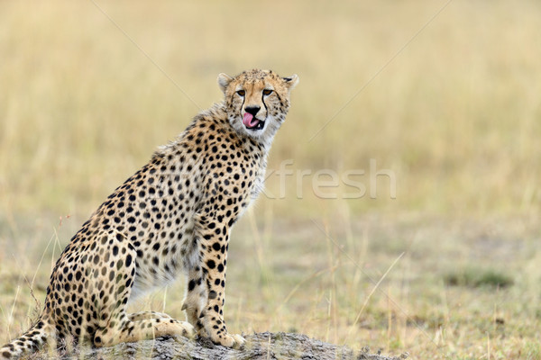 Wild afrikaanse cheetah mooie zoogdier dier Stockfoto © byrdyak