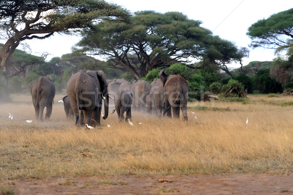 Imagine de stoc: Elefant · parc · Kenia · familie · copil