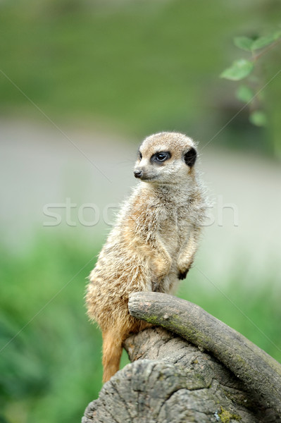 Meerkat Stock photo © byrdyak