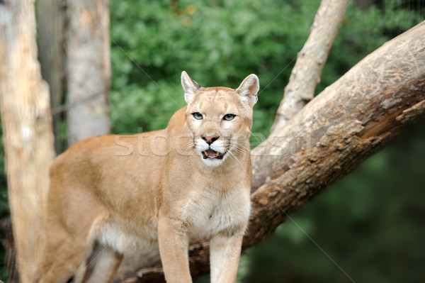Stock fotó: Puma · arc · vad · sétál · állatok · mozog