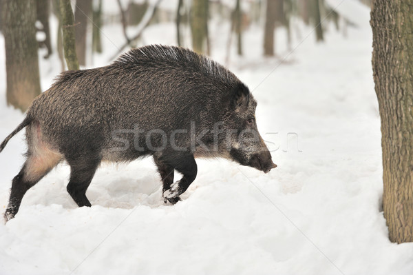 Wild boar Stock photo © byrdyak