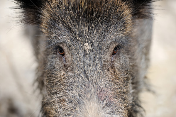Wild boar Stock photo © byrdyak