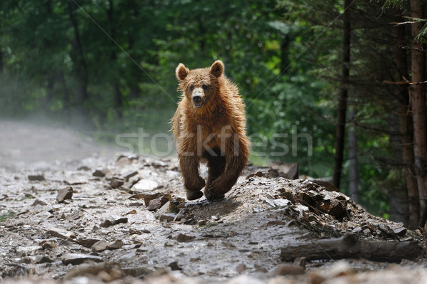 Bear Stock photo © byrdyak