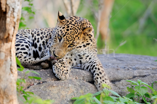 Leopardo ilha Sri Lanka olho cara Foto stock © byrdyak