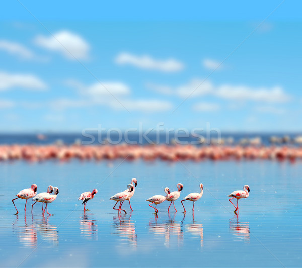 Flamingos Stock photo © byrdyak