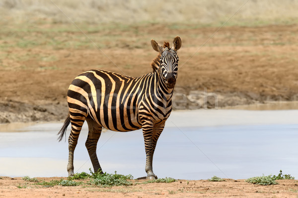 зебры парка Кения воды Африка трава Сток-фото © byrdyak