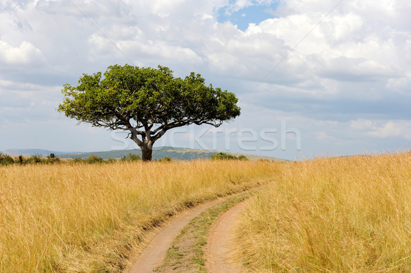 Landscape with tree in Africa Stock photo © byrdyak