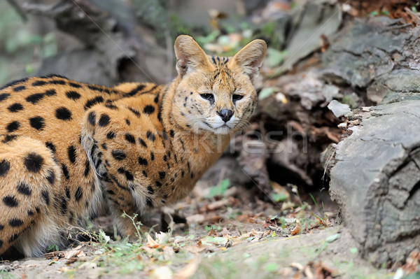 Serval cat (Felis serval) Stock photo © byrdyak